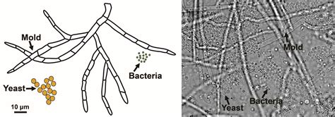 Techniques: Using a microscope to explore fermented foods ...