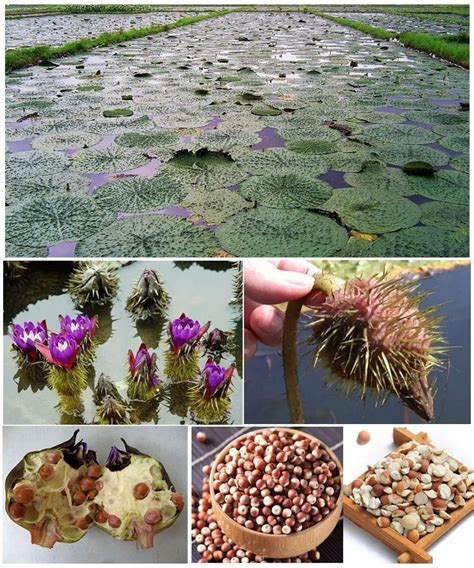 100% Natural Water Lily Seeds For Making Popped Makhana - Buy Water ...