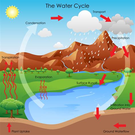 The Water Cycle — Kentucky Ready Set Grow