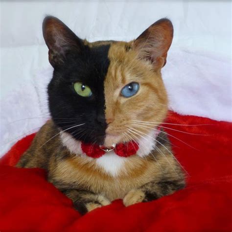 Meet Venus, The Cat With The Most Incredible Face In The World | Viralscape