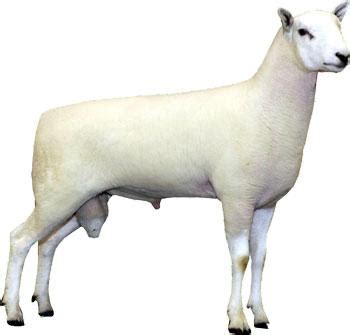 Sheep Discovery - Breeds - Cheviot | Animal & Food Sciences