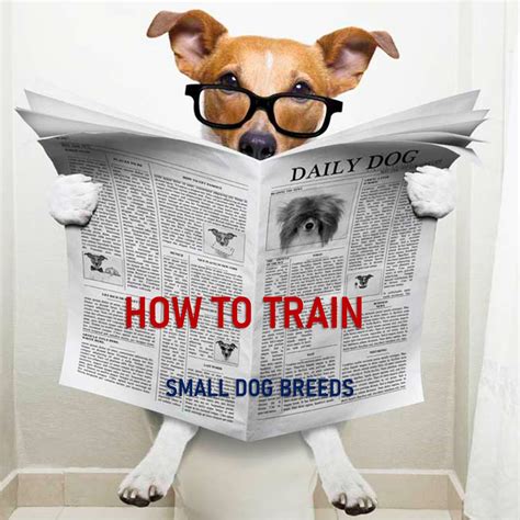 Training Small Dog Breeds (Ultimate Guide) | Small Dog Breeds