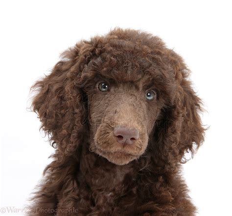 Brown Standard Poodle Puppies