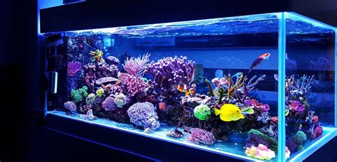 Aquarium Dimensions & Weight: Length, Width, & Height