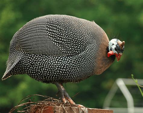 Guinea Fowl Colors : 7 Various Beautiful Colors of Guinea Fowl ...