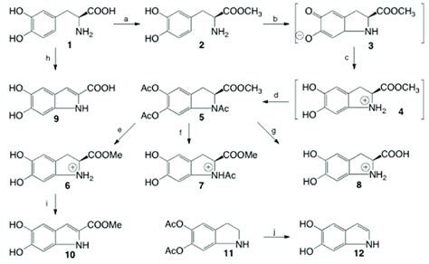 Synthetic scheme for the preparation of cycloDOPA derivatives. (a ...