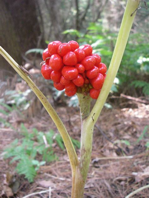 Wildlife Monitor: Wild Berry Identification