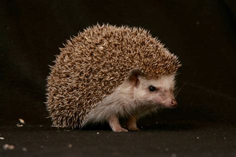 The Cute, but Tough, African Hedgehog