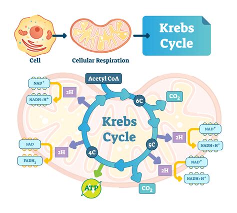 Mitochondria - NADH and ATP production via different pathways - Elizma ...