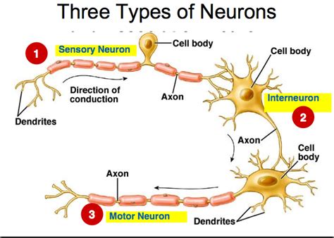 Nerve Cells and Synapses: Grade 9 Understanding for IGCSE Biology 2.88 ...