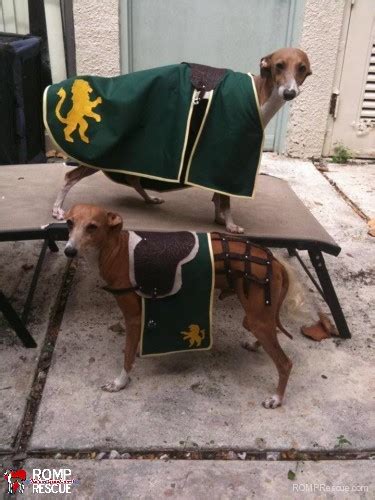 38 Italian Greyhound Halloween Costumes -ROMP Italian Greyhound ...