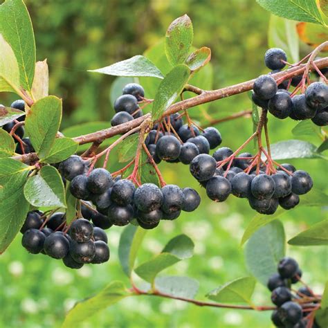 Viking Aronia Berry - Aronia Berry Plants - Stark Bro's