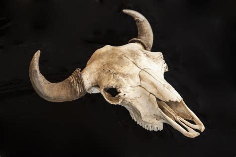 Buffalo Skull on Black Background posters & prints by Corbis