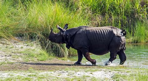 Wildlife Safari in Chitwan - Karnali Excursions