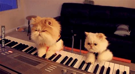 Piano Playing Cats GIFs - Find & Share on GIPHY