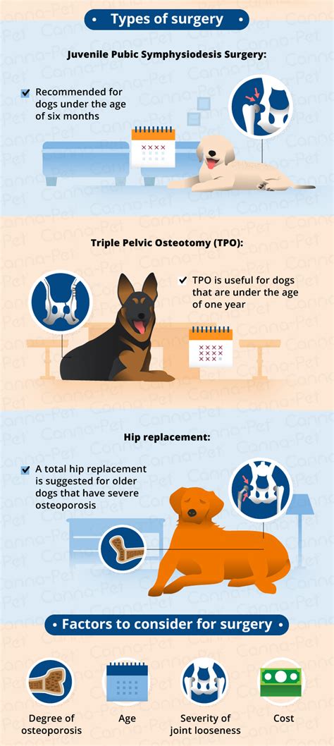 Hip Dysplasia in Dogs | Causes, Treatment & More