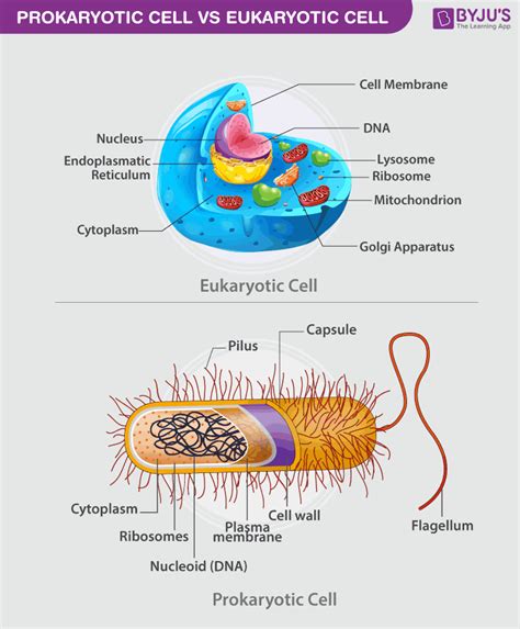 Prokaryotic Vs Eukaryotic Cells Similarities And, 60% OFF