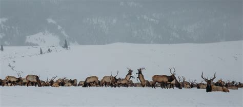 Sleigh Ride on the National Elk Refuge - Wanderlust Out West