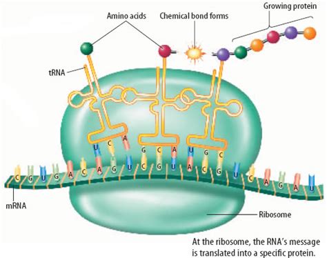 Protein synthesis - starr biology teks