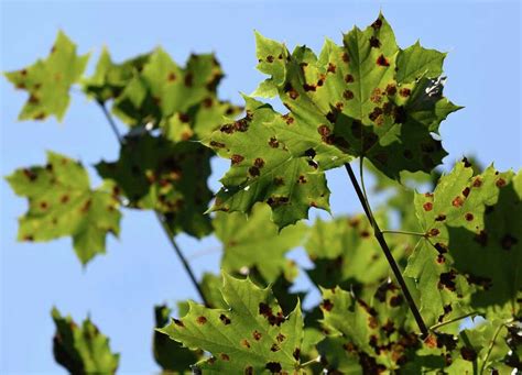 Fungal diseases strip maple trees in Capital Region - Times Union