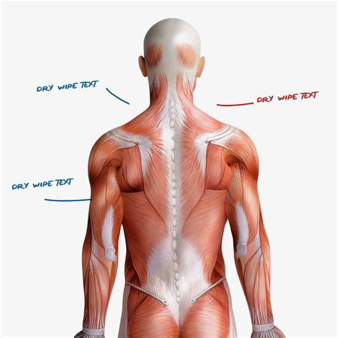 Human Anatomy - Back View - Dry Wipe