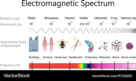 Electromagnetic spectrum diagram Royalty Free Vector Image