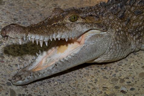 The Philippine crocodile (Crocodylus mindorensis) | The Phil… | Flickr