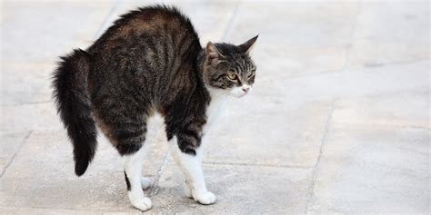 What does it mean when a cat’s tail goes bushy? | International Cat Care