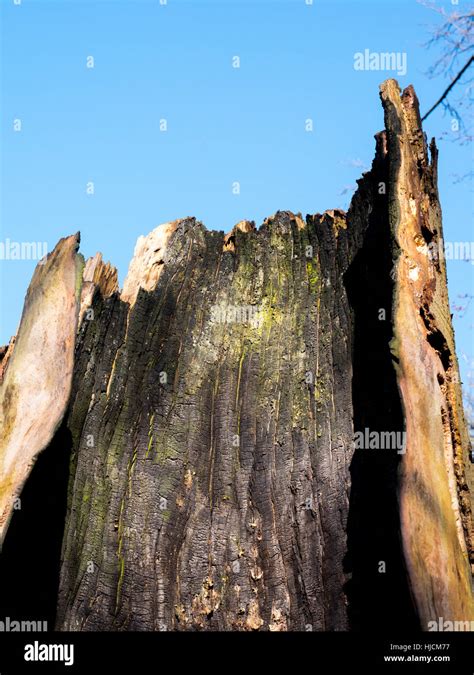 Hollowed out tree trunk hi-res stock photography and images - Alamy