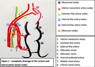 Frontiers | Controversies in the Management of Lateral Pelvic Lymph ...