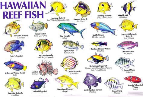 Tropical Fish Names - Podol Aquarium