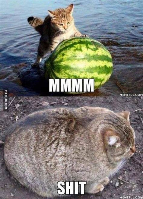 Best Fat Cat Memes - Funny Fat Cat Pictures with Quotes