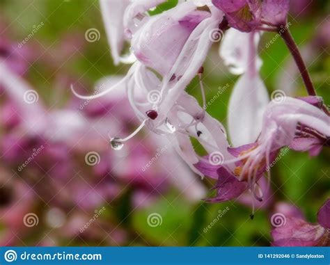 Rain drops on flowers stock photo. Image of drop, petal - 141292046