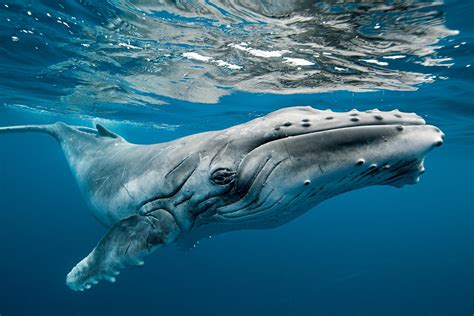 The Rare Beauty of Dozens of Migrating Humpback Whales