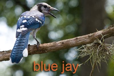 Blue Jay — Texas Parks & Wildlife Department