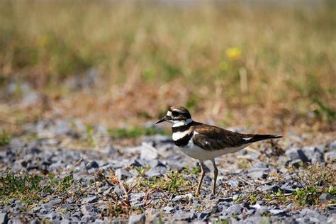 Kildeer Photograph by David Kipp - Fine Art America