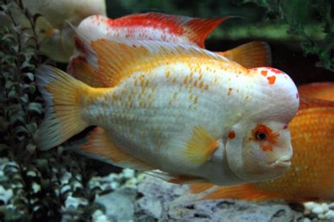 Red Devil Cichlid • Care Guide (Tank Setup, Mates & Diet)