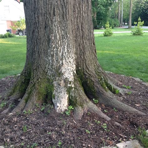 White fungus on Oak? Tree (growing, trees, front yard, leaves) - Garden ...