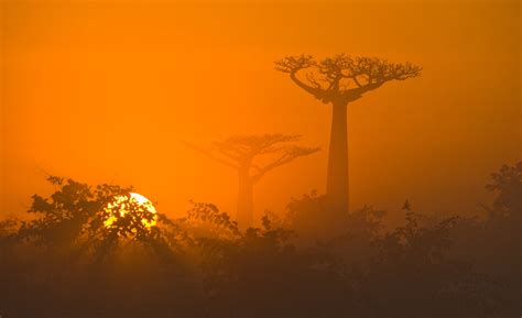 Download Sunrise Dawn Tree Sun Afica Nature Baobab Tree HD Wallpaper by ...