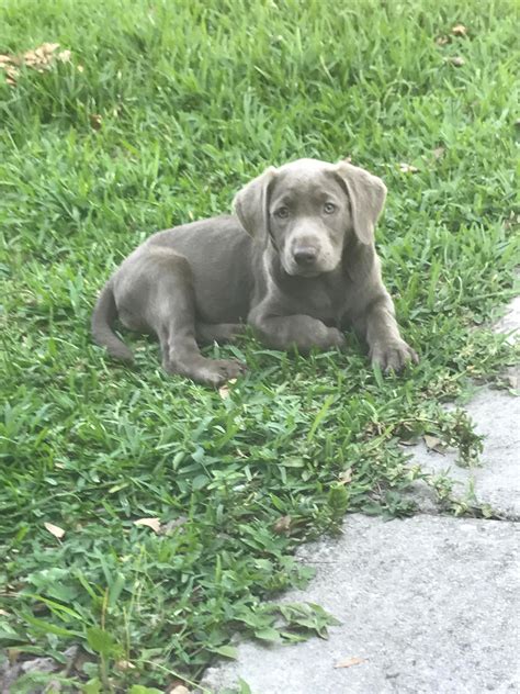 My silver lab puppy : r/aww