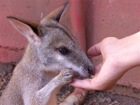 Baby Kangaroo Wallpaper - WallpaperSafari