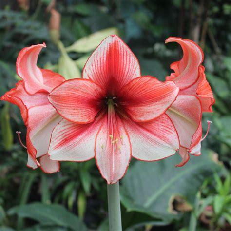 White & Ruby Heart Amaryllis For Sale | Amaryllis Temptation – Easy To ...