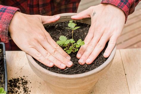 How to Grow Strawberry Plants in Pots