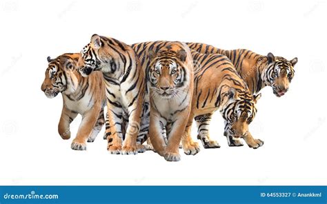 Group of Bengal Tiger Isolated Stock Image - Image of carnivore, feline ...