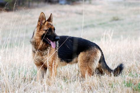 German Shepherd Wallpapers - Wallpaper Cave