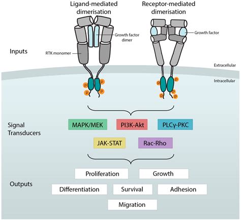 Tyrosine Kinase Receptor