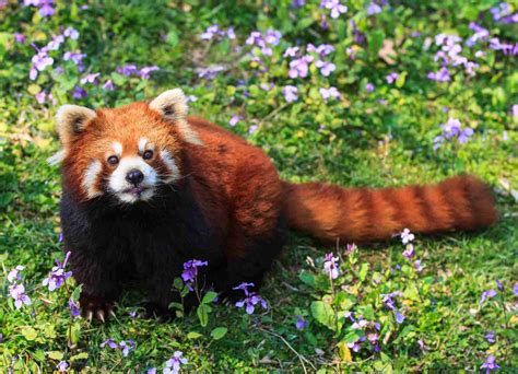 Red Panda Diet Facts