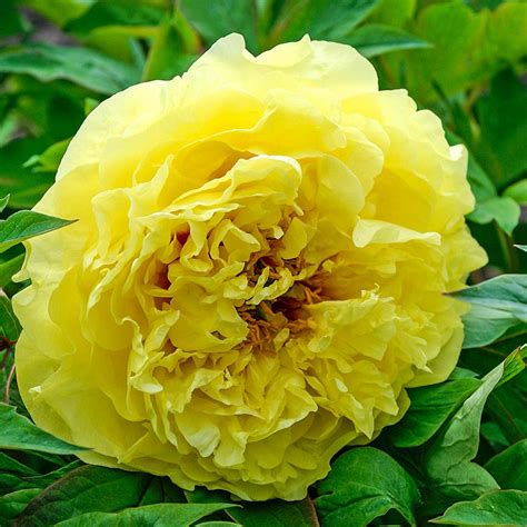 Spring Hill Nurseries Yellow Flowers Crown Itoh Peony (Paeonia) Live ...