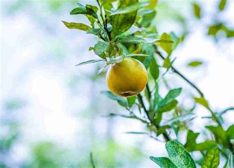 Yuzu Fruit: How to Use and Its Healthy Benefits