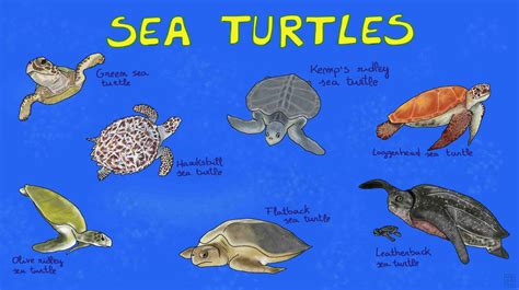 Meet the 7 living species of sea turtles – Mongabay Kids